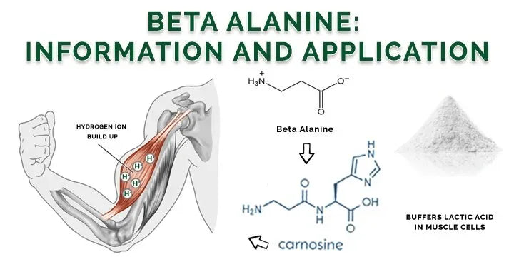 What is Beta-alanine?